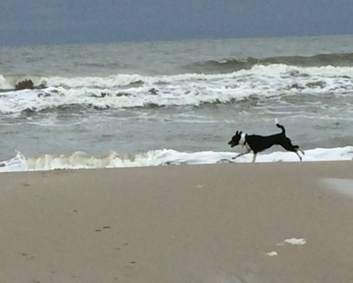 A dog running on beach sand