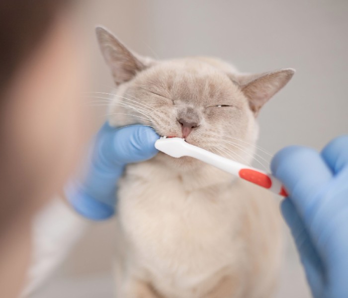 A veterinarian brushing cat's teeth