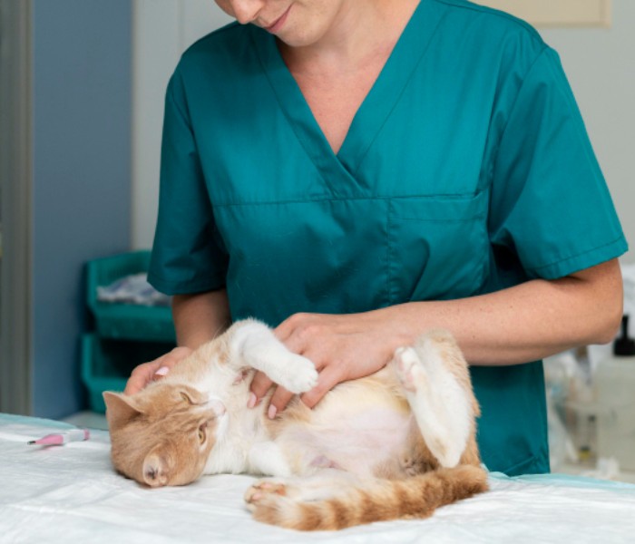 A veterinarian holding cat