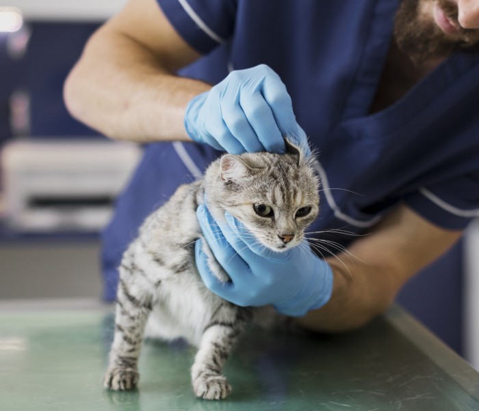 A veterinarian checking cat